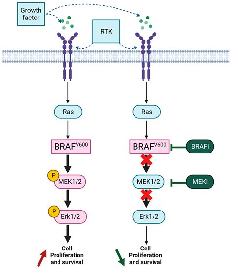 the role of braf v600 mutation in melanoma